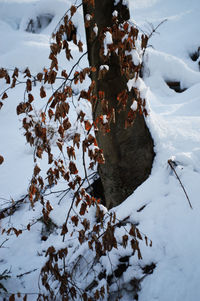 Close-up of frozen tree on field during winter