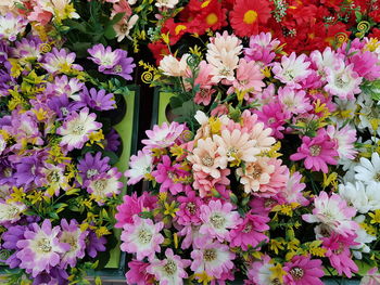 Close-up of pink flowering plants