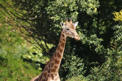 Portrait of giraffe in forest