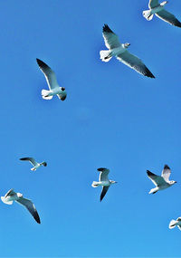 Low angle view of seagull flying in sky