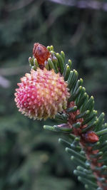 Close-up of pink flower buds