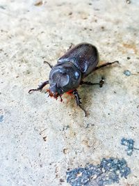 High angle view of insect on field