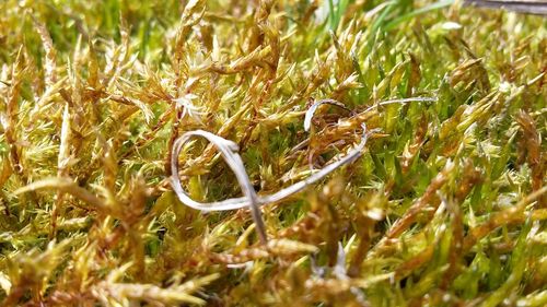 Full frame shot of grass