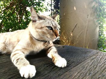 Close-up of cat sitting on tree