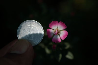 Close-up of cropped hand holding coin by pink flower at night