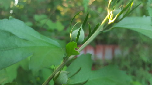 Close-up of fresh green plant