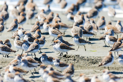 Close-up of seagulls perching