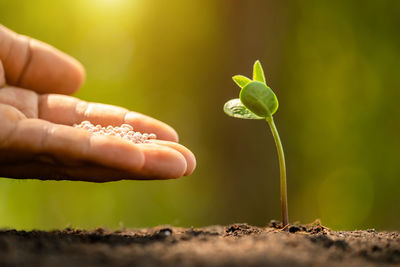 Close-up of hand holding small plant