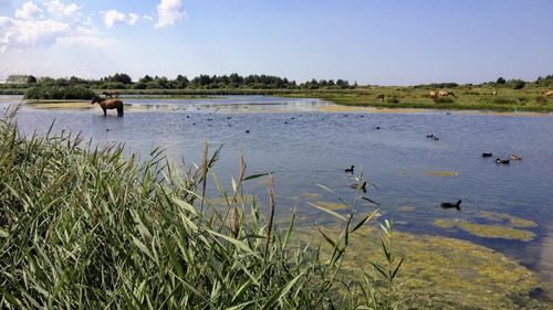 Scenic view of lake against sky