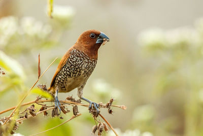 Close-up of bird perching on branch