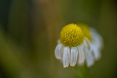 Close-up of white flowering plant