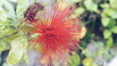 Close-up of flower against blurred background