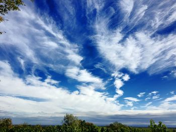 Low angle view of trees against blue sky