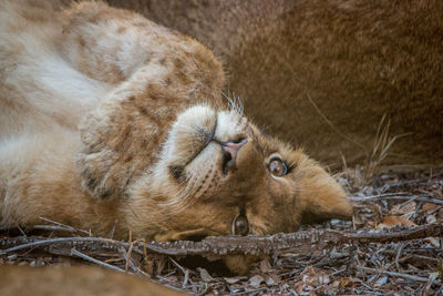 Close-up of lion lying on field
