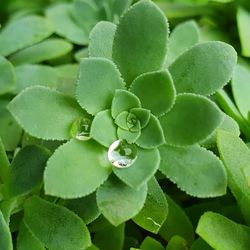 Close-up of succulent plant leaves