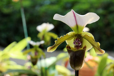 Close-up of flowering plant