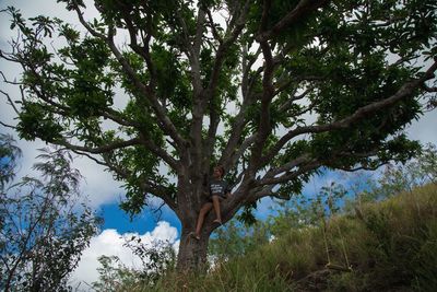 Low angle view of trees in forest