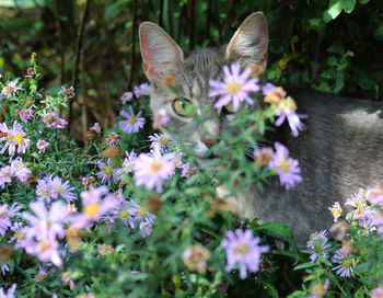 Close-up of cat on purple flowering plant