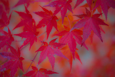 Close-up of maple leaves