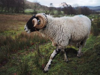 Sheep on field