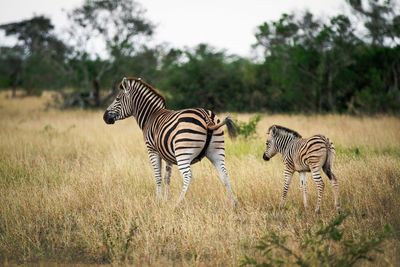 Zebra crossing in a field