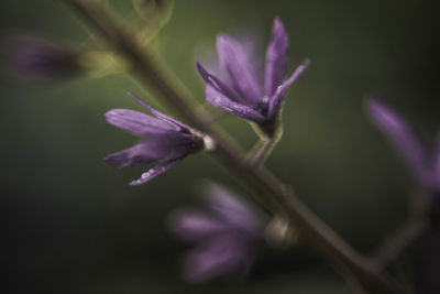 Close-up of purple flowering plant