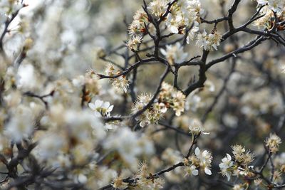 Low angle view of apple blossoms in spring