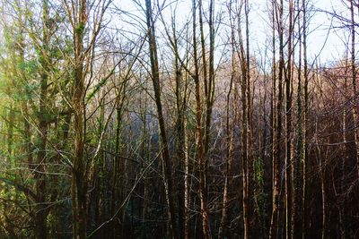 Bare trees in forest