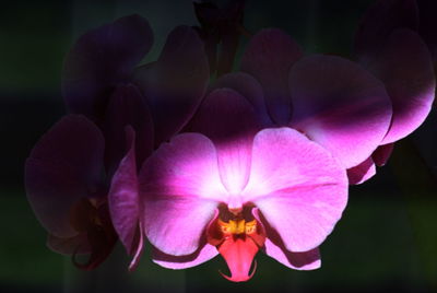 Close-up of fresh purple flowers