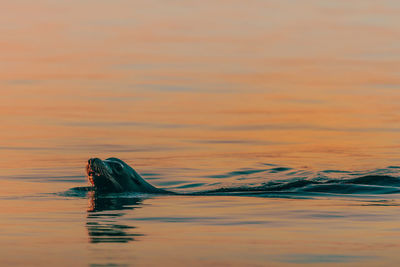 Close-up of sea lion swimming in water during sunset