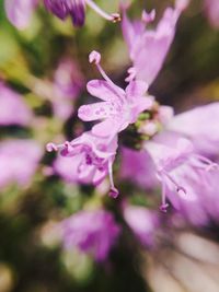 Close-up of pink flowers