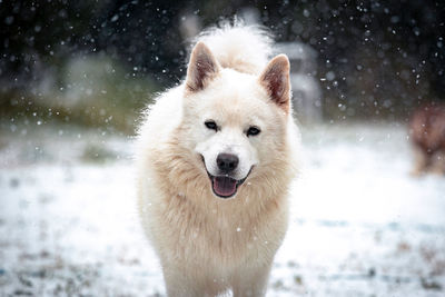 Portrait of a dog on snow