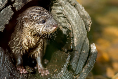 Close-up of cute wet rodent in hollow