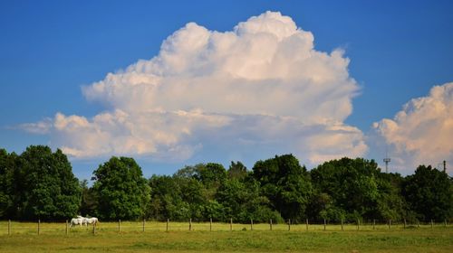 Panoramic view of trees on field against sky