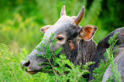 Close-up of an animal on field