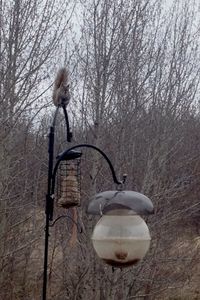 Bare trees against sky