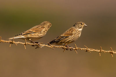 Close-up of birds perching on wire