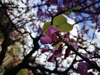 Low angle view of pink flower tree