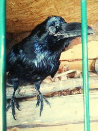 Black bird perching on wood