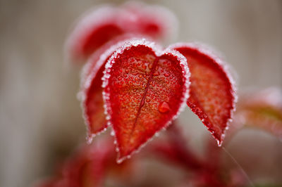 Close-up of red berries on plant during winter