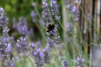 Close-up of bee pollinating on purple flowering plant