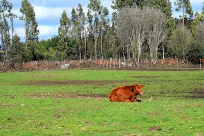 View of a horse on field