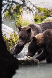 Portrait of bear on rock by water