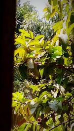 Close-up of fruits growing on tree