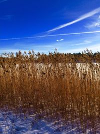 Trees against blue sky