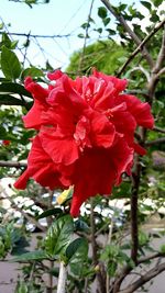 Close-up of red flowers blooming outdoors