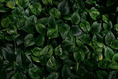 Full frame shot of green leaves