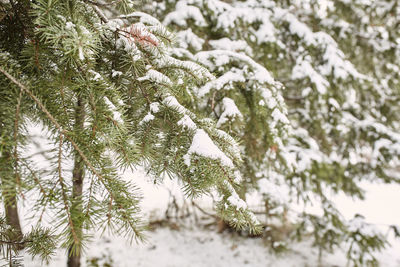 Close-up of snow covered pine tree