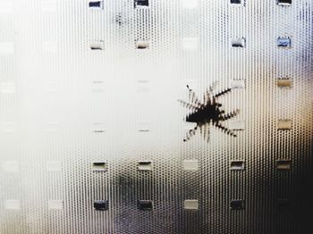 Full frame shot of insect on window