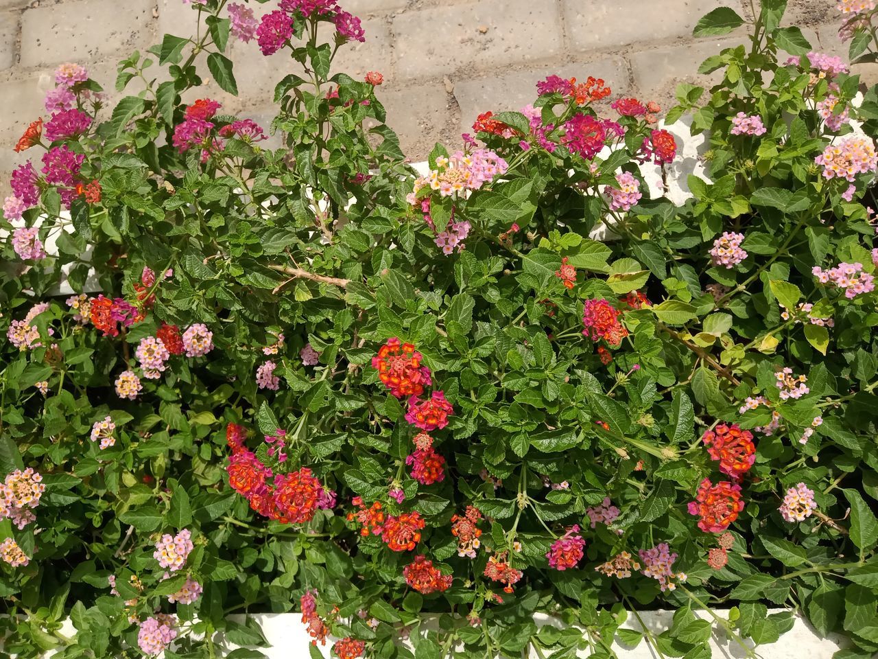 HIGH ANGLE VIEW OF FLOWERING PLANTS